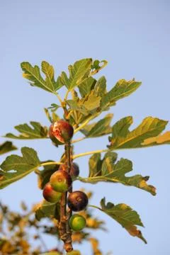 Ripe figs Stock Photos