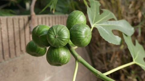 Ripe figs on tree branch Stock Footage