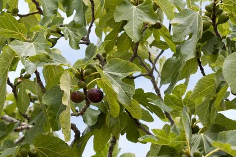 Ripe figs on the tree Stock Photos