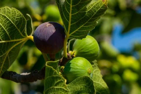 Ripe figs on a tree Stock Photos