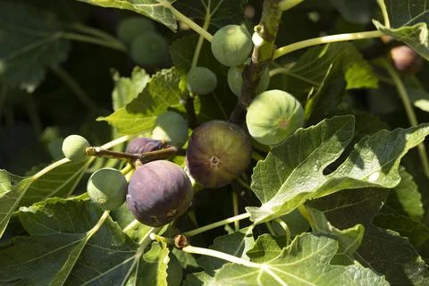 Ripe figs on the tree Stock Photos