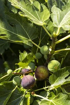 Ripe figs on the tree Stock Photos