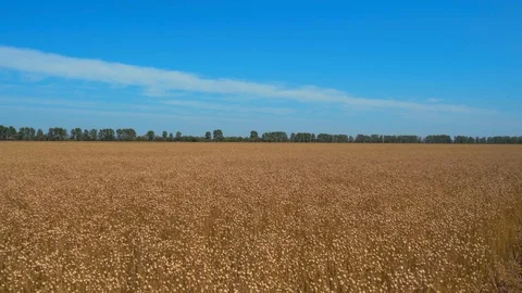 Ripe flax field Stock Footage 114347305