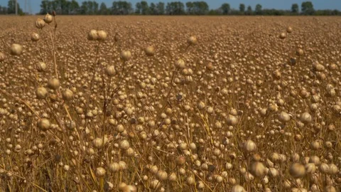 Ripe flax field Stock Footage