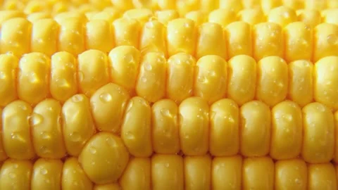 Ripe fresh corn cob macro shot. Stock Footage 206016595