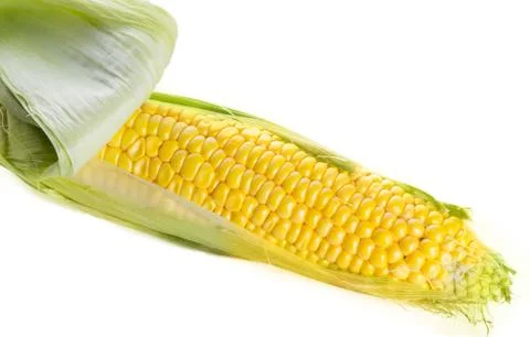 Ripe fresh corn Stock Photos