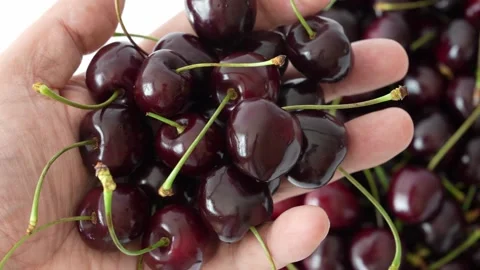 Ripe fresh dark red sweet cherries Stock Footage 337350116