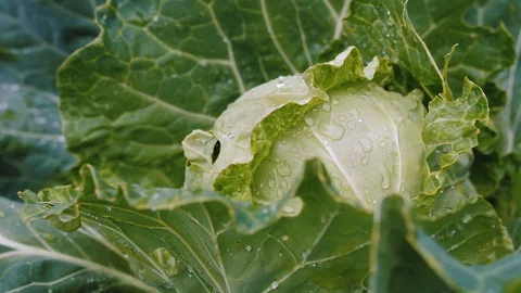 Ripe fresh head of cabbage with rain water drops. Stock Footage 123454849