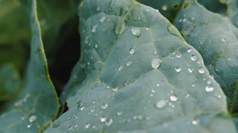 Ripe fresh leaf of cabbage with rain water drops. Stock Footage 123454890