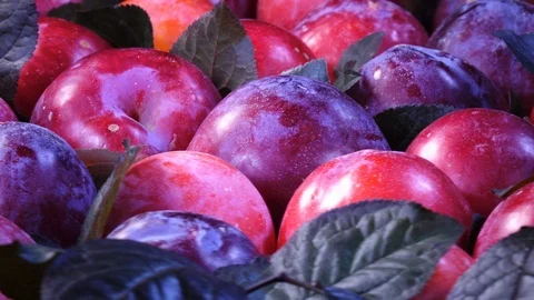 Ripe fresh plums with dark red leaves rotating in 4K. Vídeos de archivo 88583337