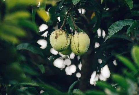Ripe Fresh raw mango pair hanging up on a tree close up photo, Stock Photos
