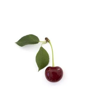 Ripe fresh red cherry isolated on white background. With clipping path. Stock Photos