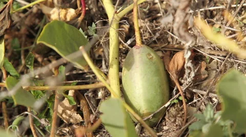 Ripe fruit of the caper in the wild Stock Footage 60563575
