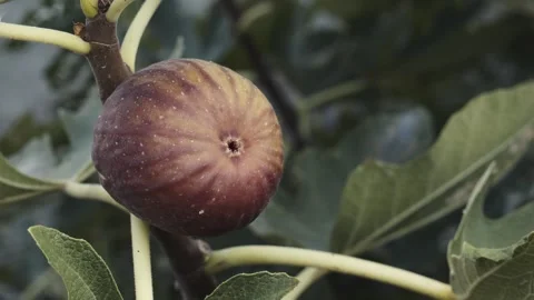 Ripe fruit of a domestic fig on a tree branch. Delicious Mediterranean fruit Stock Footage 253801718