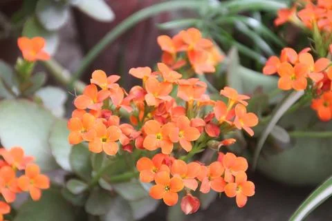 Ripe fruit in the garden Stock Photos