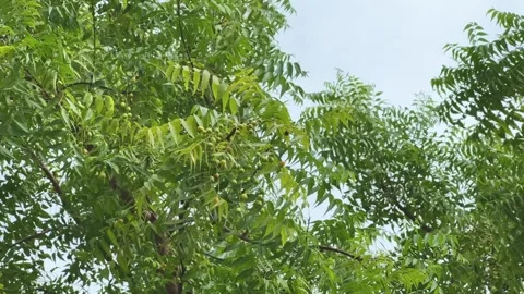 Ripe fruit of Neem tree Stock Footage 313739821