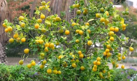 Ripe fruit on the orange tree in the square of the city of Holon in Israel. Stock Photos
