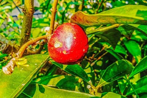 Ripe fruit of Phaleria macrocarpa on the tree Stock Photos
