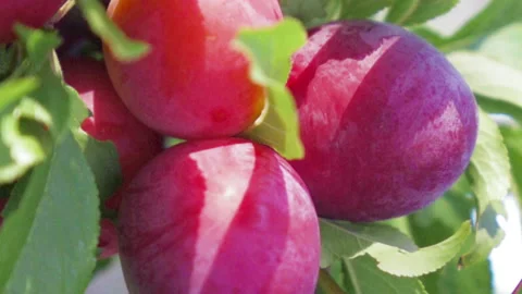 Ripe fruit plum Stock Footage 92353976