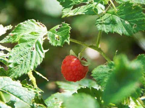 The ripe fruit of the raspberry grows Stock Photos