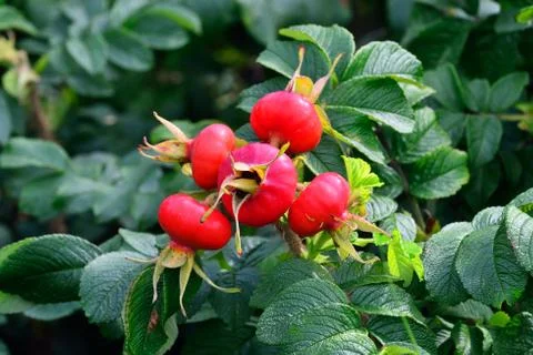 Ripe fruit rosehip Stock Photos