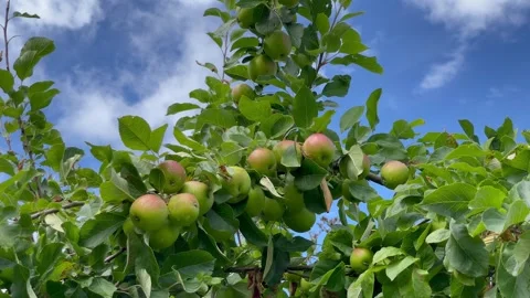 Ripe fruit tree apples blue sky moving clouds Stock Footage 291715377