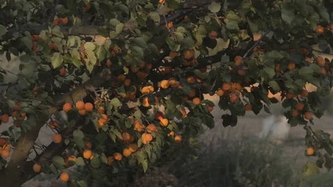 Ripe fruit on a tree 스톡 동영상 118664694