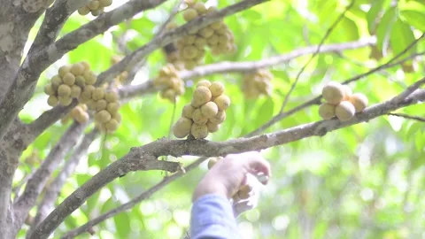 Ripe fruit on the tree Stock Footage 158836901