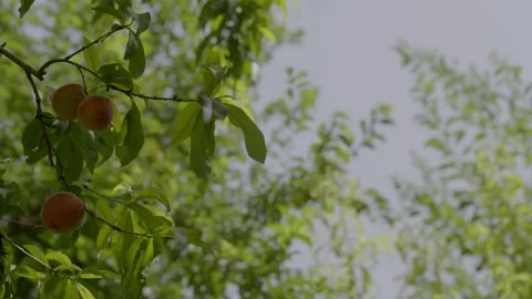Ripe fuzzy peach hanging from a tree branch in a sunlit orchard in Morocco Stock Footage 345730402