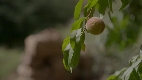 Ripe fuzzy peach hanging from a tree branch in a sunlit orchard in Morocco Stock Footage 345730416