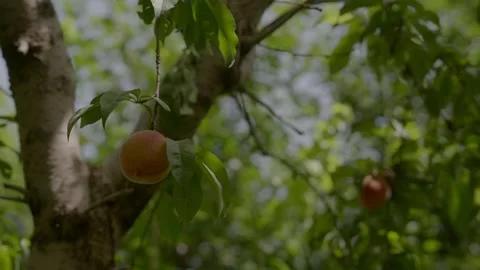 Ripe fuzzy peach hanging from a tree branch in a sunlit orchard in Morocco Stock Footage 345730431