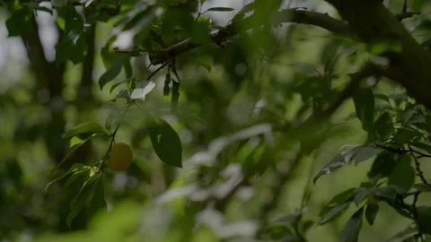 Ripe fuzzy peach hanging from a tree branch in a sunlit orchard in Morocco Stock Footage 345730463