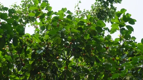 Ripe gab fruit Video stock 344255412