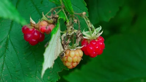 Ripe garden raspberry Stock Footage 324958203