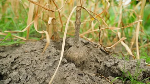 Ripe garlic being pulled from the soil of a vegetable garden, close-up in slow Stock Footage 314766630