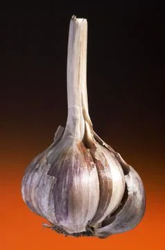 Ripe garlic Foto stock