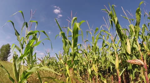 Ripe Giant Corn Field Stock Footage 44667901