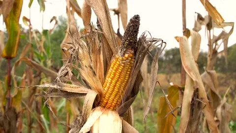 Ripe gnawed corn on the stalk.Autumn time Stock Footage 141054740
