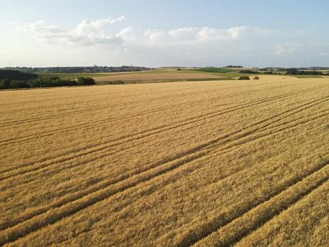 Ripe gold colored crop fields in the countryside in summer Stock Photos