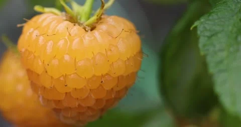 Ripe golden raspberry fruit hanging on a bush Stock Footage 332642789