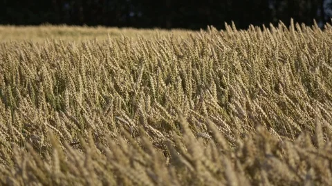 Ripe golden wheat background in wind Stock Footage 124700732