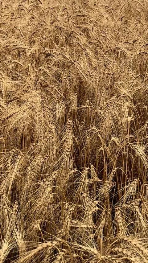 Ripe Golden Wheat Ears Motion View Stock-Footage 340340692