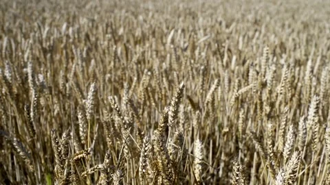 Ripe Golden Wheat Stock Footage 317926930