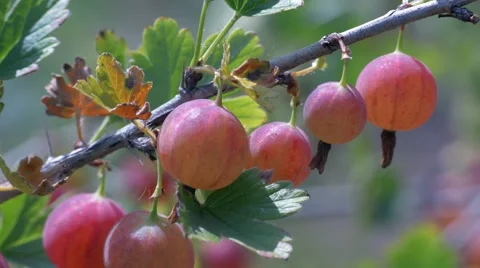 Ripe gooseberries close 스톡 동영상 65111856