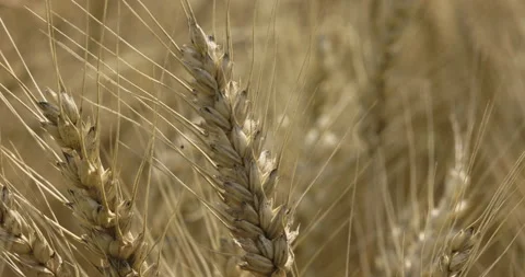 Ripe grain, closeup, 4K Stock Footage 222274581