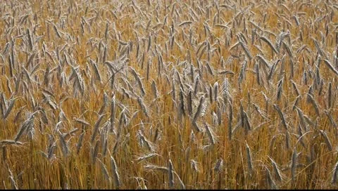 Ripe grain. Stock Footage 11439815