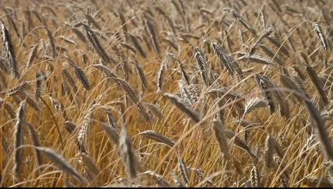Ripe grain. Stock Footage 11439820