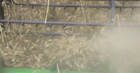 Ripe grain just before cutting, 4K slomo Stock Footage 256385848