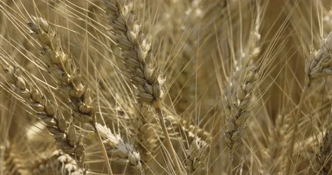 Ripe grain, macro, movement, 4K Stock Footage 222274487