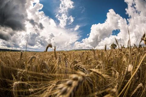 Ripe grain Stock Photos